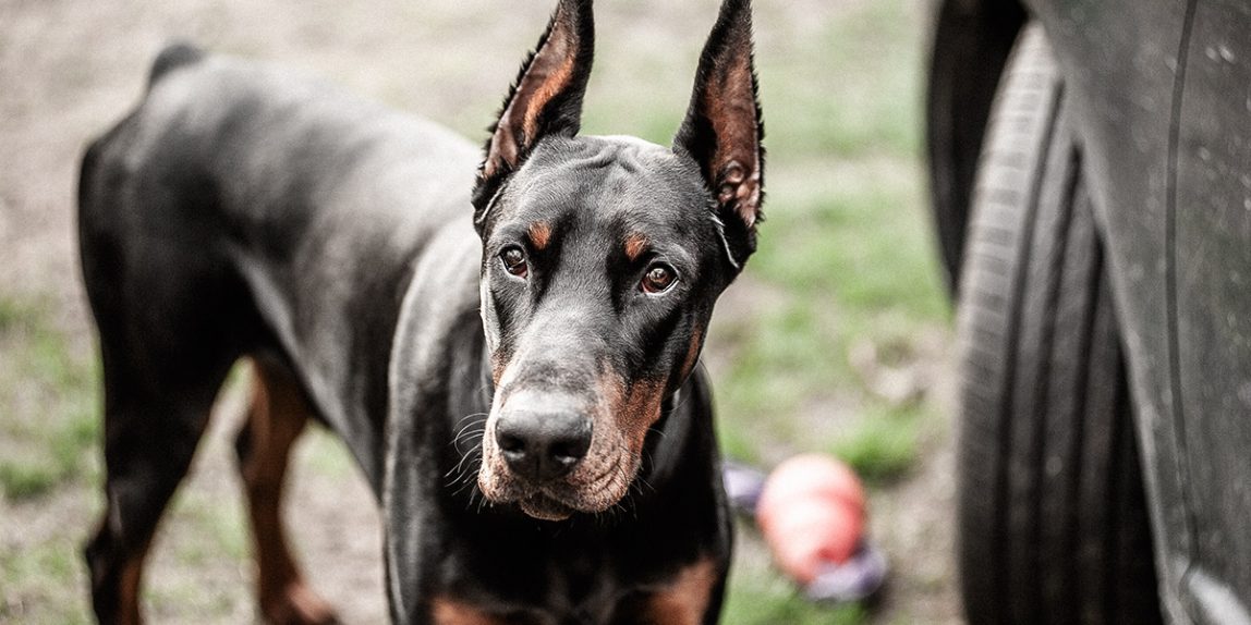 portret zwierzęcia domowego - pies doberman