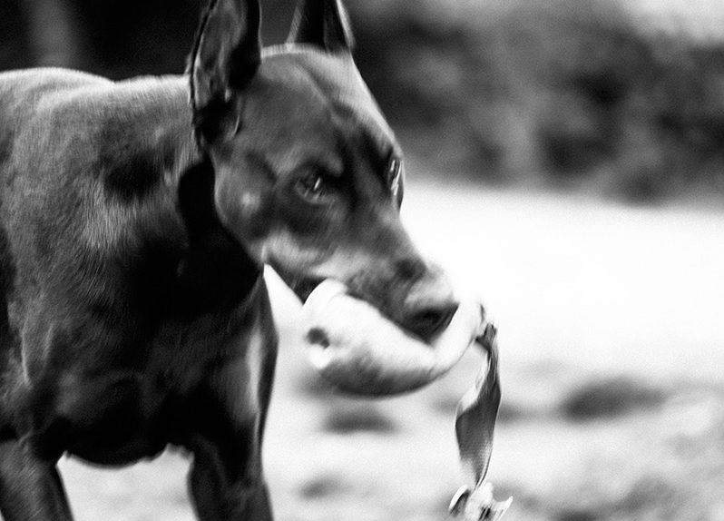 portret zwierzęcia domowego - pies doberman