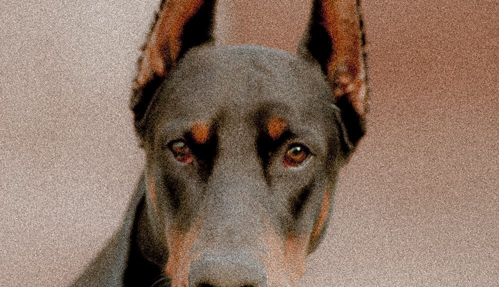 portret zwierzęcia domowego - pies doberman