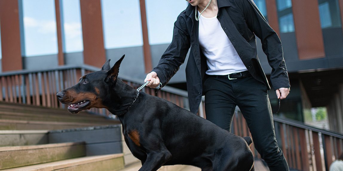 sesja mody z psem rasy doberman