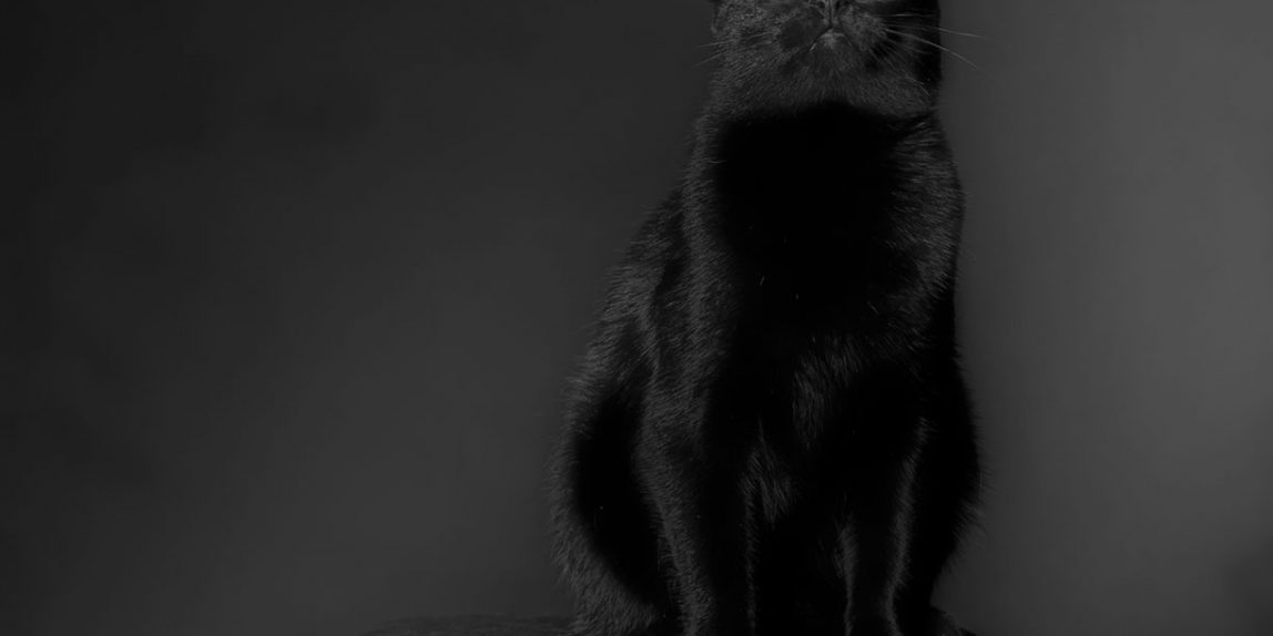 portret zwierzęcia domowego - czarny kot