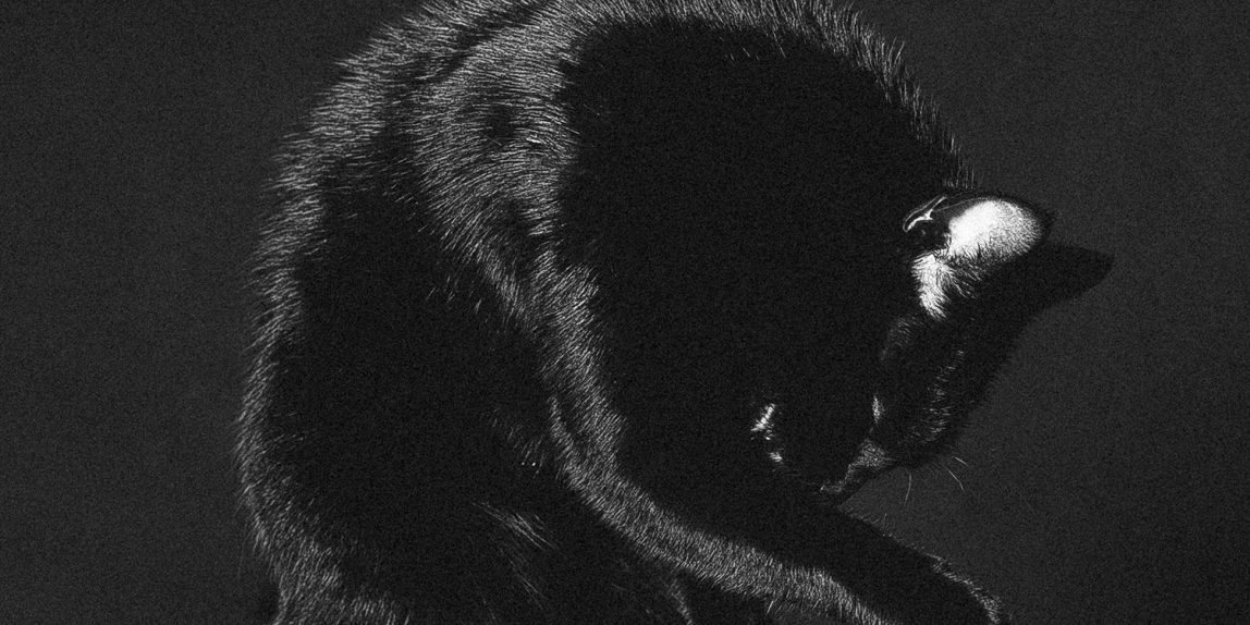 portret zwierzęcia domowego - czarny kot