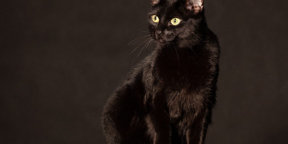 portret zwierzęcia domowego - czarny kot