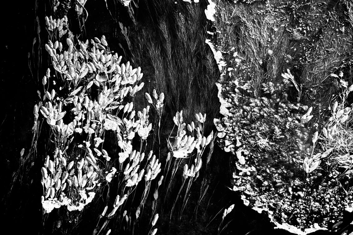 Wodne kwiaty nad Pilicą