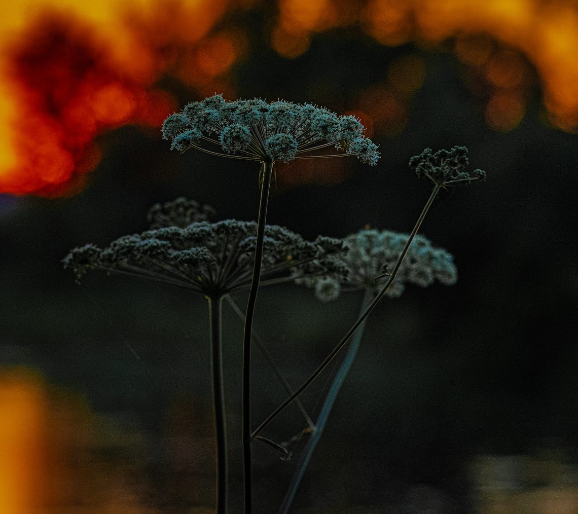 Zwykły kwiat o zachodzie słońca